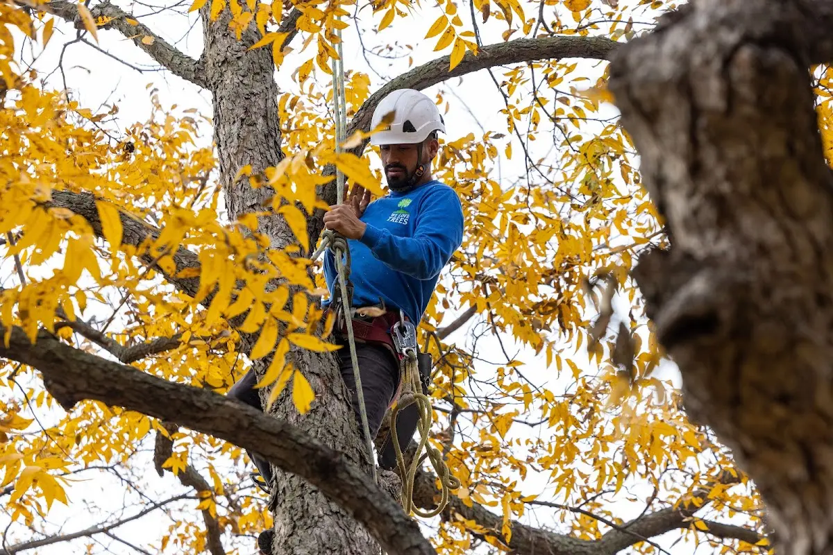 Skilled Tree Trimming crew working in Dundee