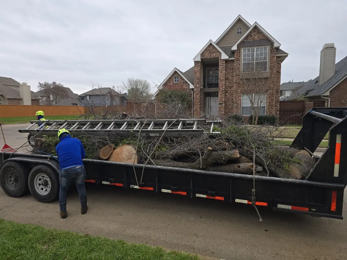Expert Tree Fertilization with proper safety equipment in Dundee